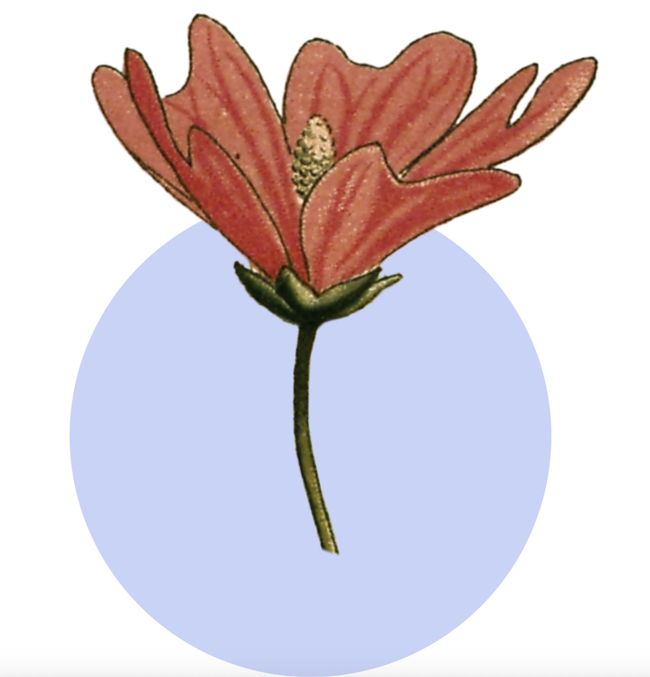 Investigación con mujeres (copia prueba)