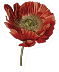 Flor 20 - ilustracion decorativa