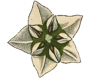 Flor 8 - Ilustracion decorativa