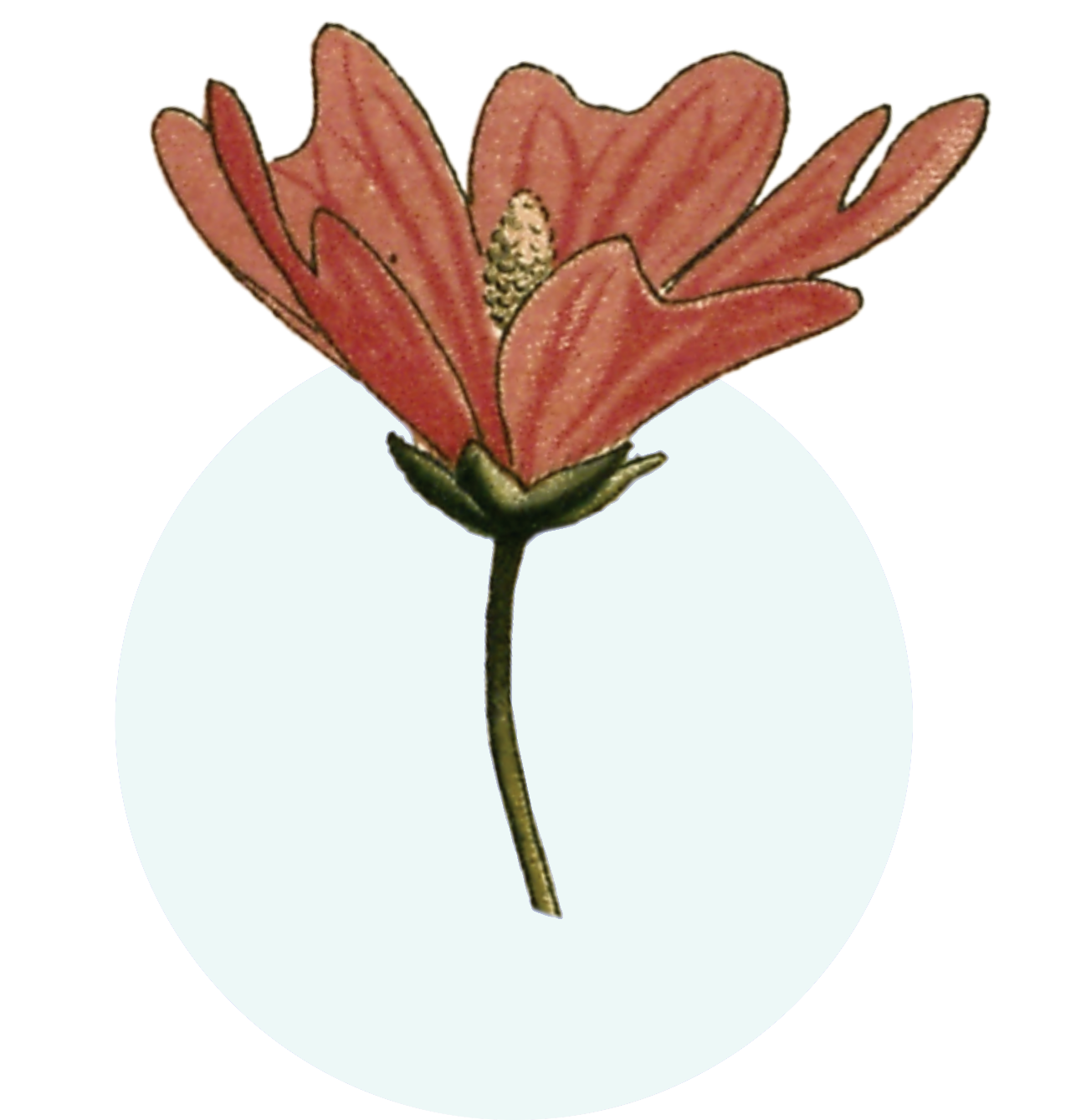 Ilustracion Flor