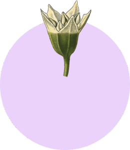 Flor 1 - ilustracion decorativa