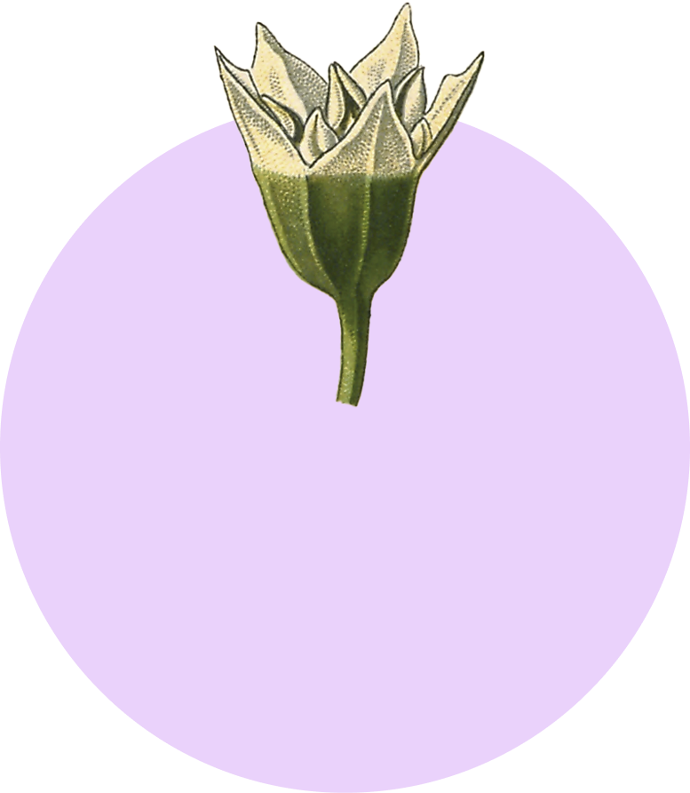 Flor 1 - ilustracion decorativa