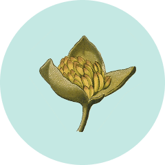 Flor 16 - ilustracion decorativa